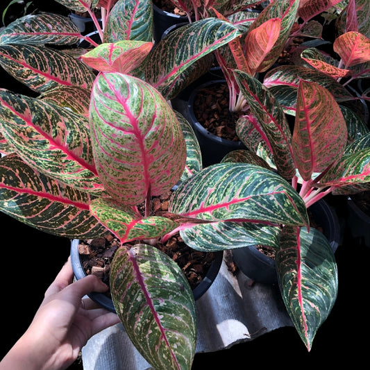 Aglaonema Diana (PRE-ORDER) - JAN035