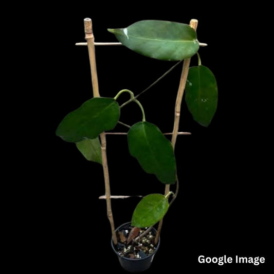 Hoya Macgillivrayi Lite Pink (Large) PRE-ORDER-JULY350
