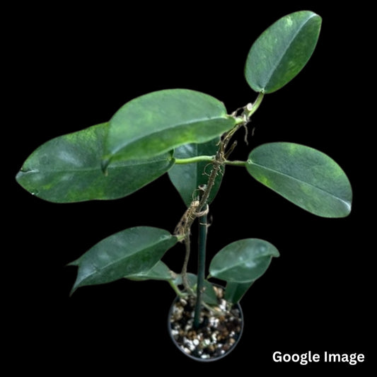 Hoya Macgillivrayi Red (Large) PRE-ORDER-JULY351