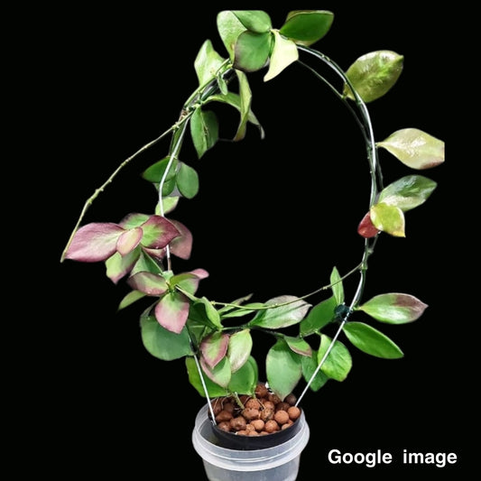 Hoya Pseudo Littoralis Large (PRE-ORDER)-JULY351