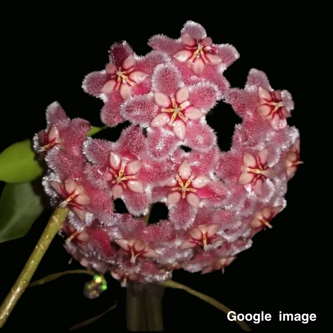 Hoya Pubicalyx Pink Dragon Large (PRE-ORDER)-JULY352