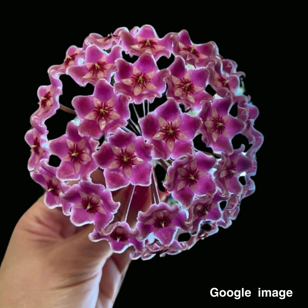 Hoya Pubicalyx Pink (from Seed) Large (PRE-ORDER)-JULY353