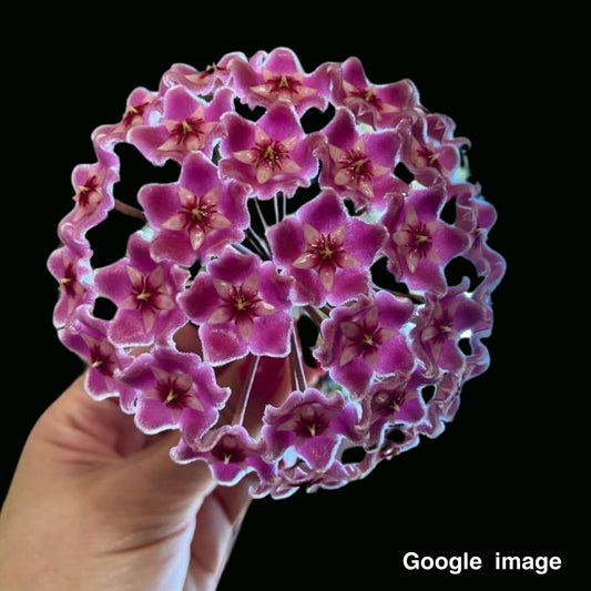 Hoya Pubicalyx Pink from Seed (Large) PRE-ORDER-JULY480