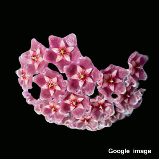 Hoya Pubicalyx Pink (from Seed) Large (PRE-ORDER)-JULY353