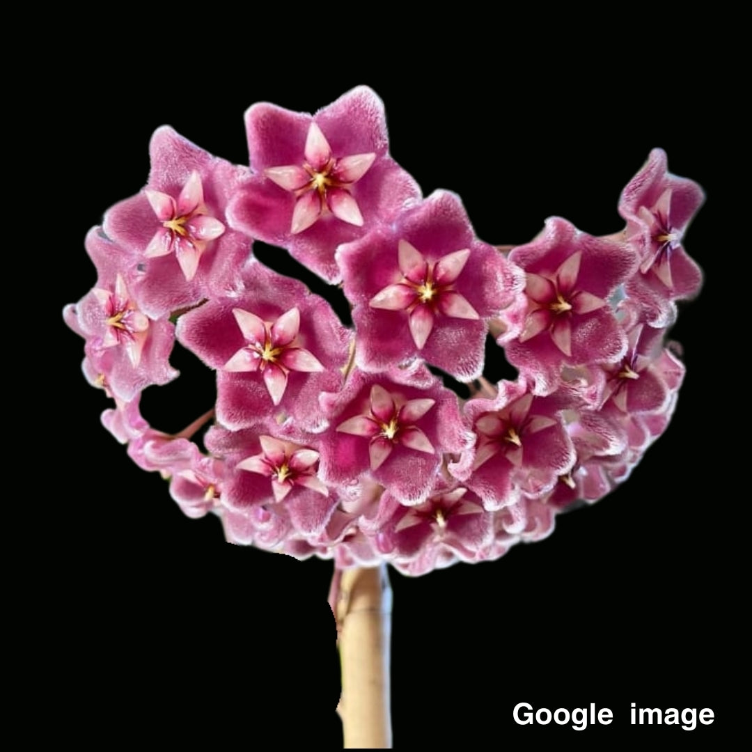 Hoya Pubicalyx Pink (from Seed) Large (PRE-ORDER)-JULY353