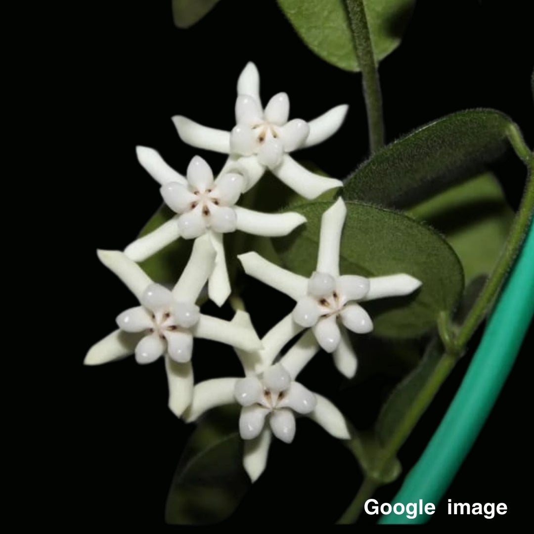 Hoya Pulleana Small (PRE-ORDER)-JULY358