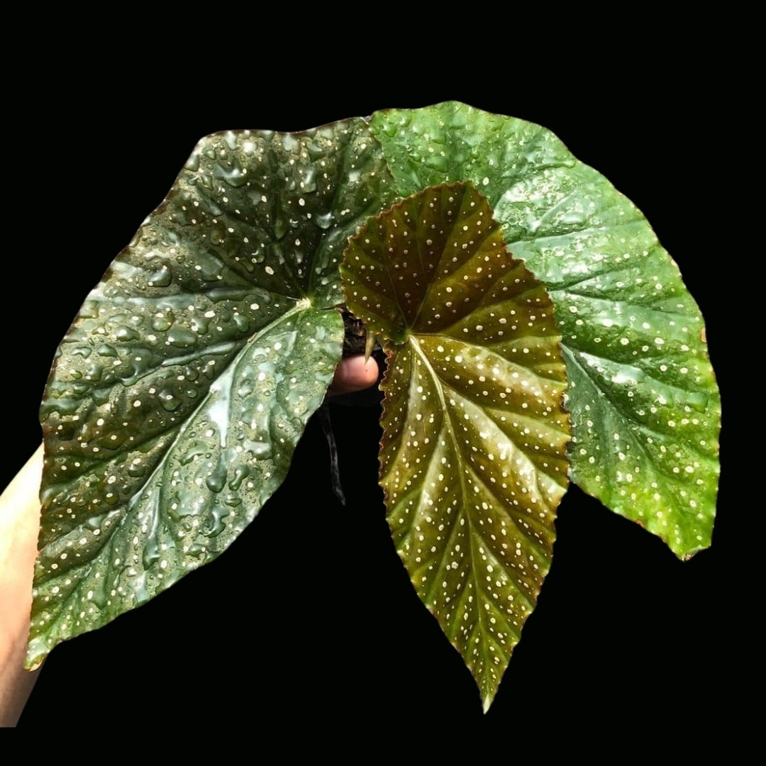 Begonia Corallina De Lucerna (PRE-ORDER)-JUL036