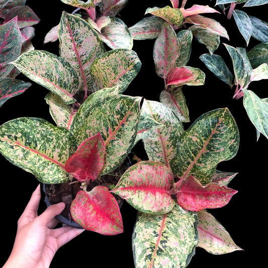 Aglaonema Dragon Crown (PRE-ORDER) - JAN036