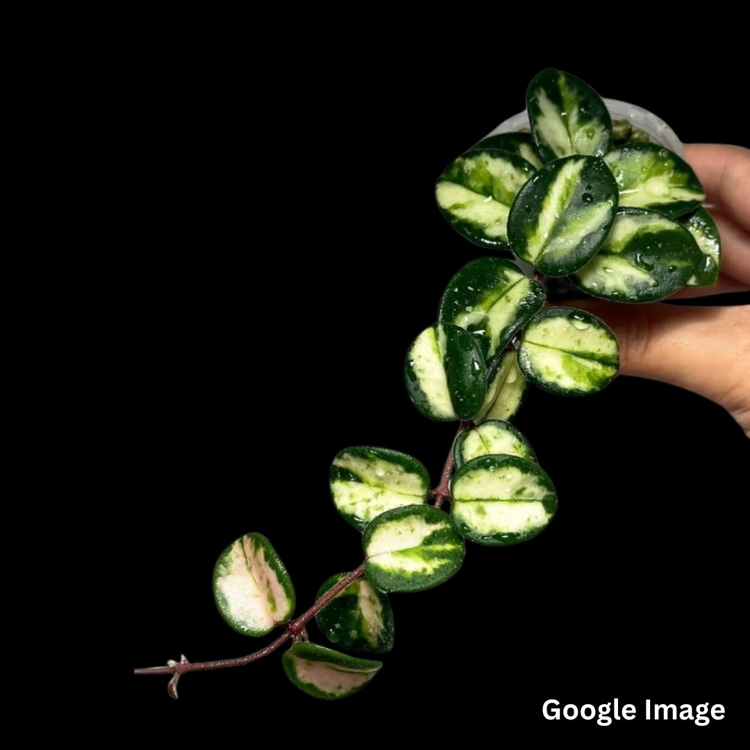 Hoya Mathilde Variegated (Small) PRE-ORDER-JULY360 – Fuzzy Roots