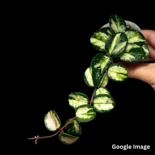Hoya Mathilde Variegated (Small) PRE-ORDER-JULY360
