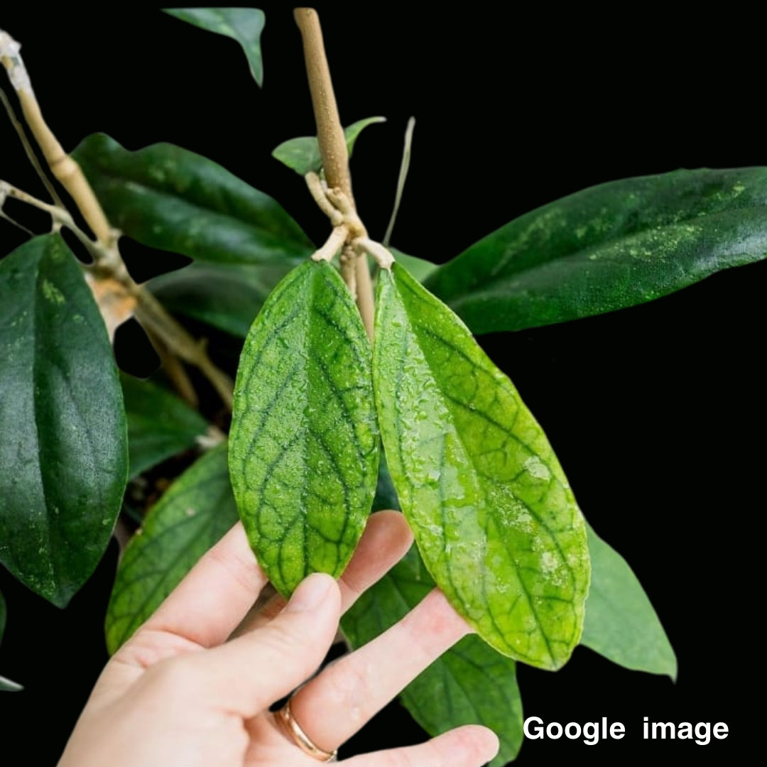 Hoya Ranauensis Large (PRE-ORDER)-JULY362