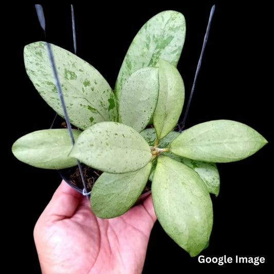 Hoya Meena (Small) PRE-ORDER-JULY366