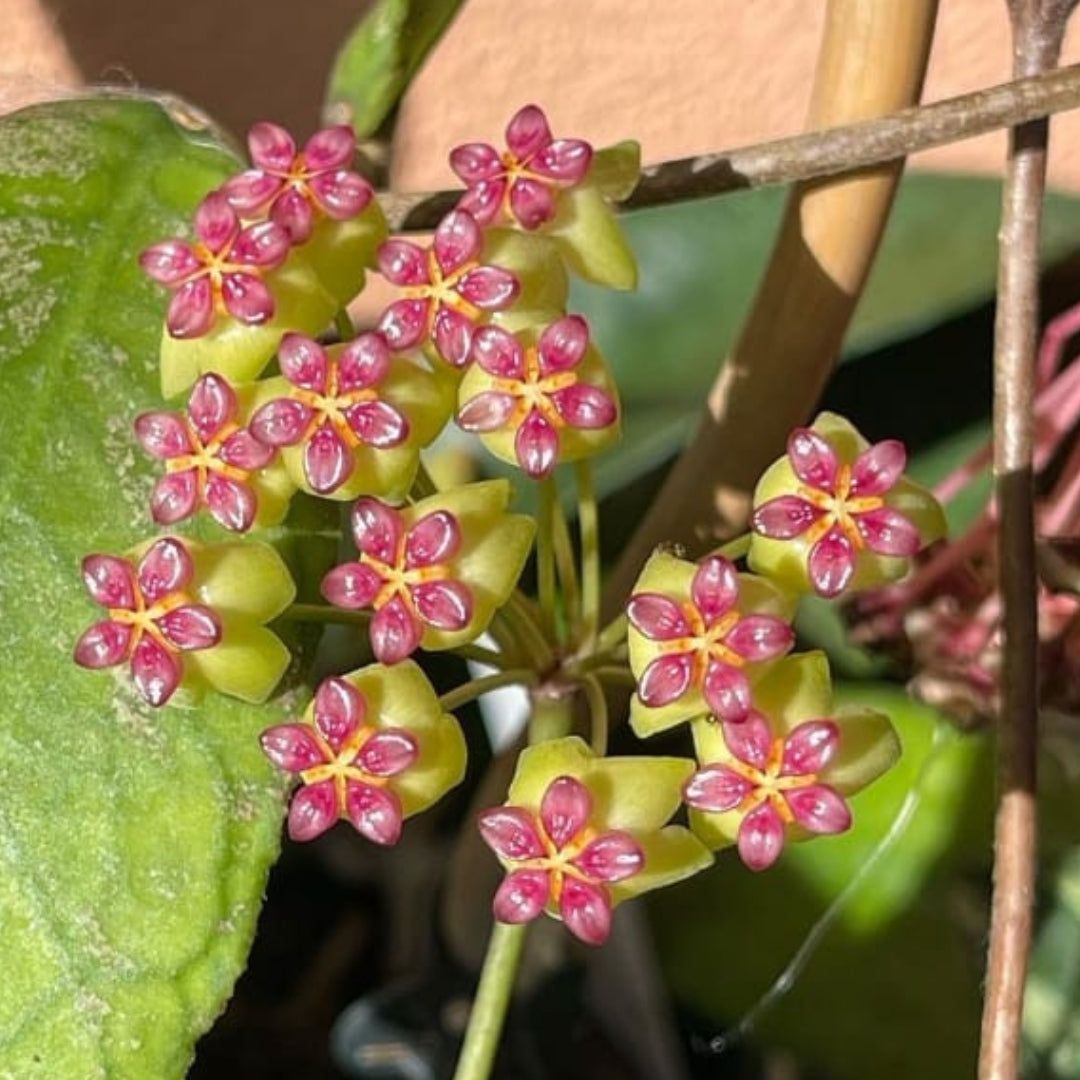 Hoya Soligamiana Large (PRE-ORDER)-JULY398