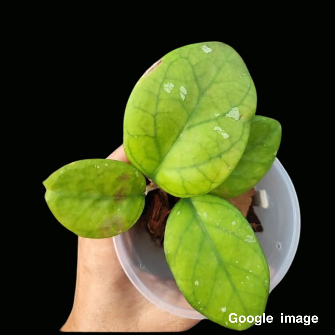 Hoya Ricardo Large (PRE-ORDER)- JULY367