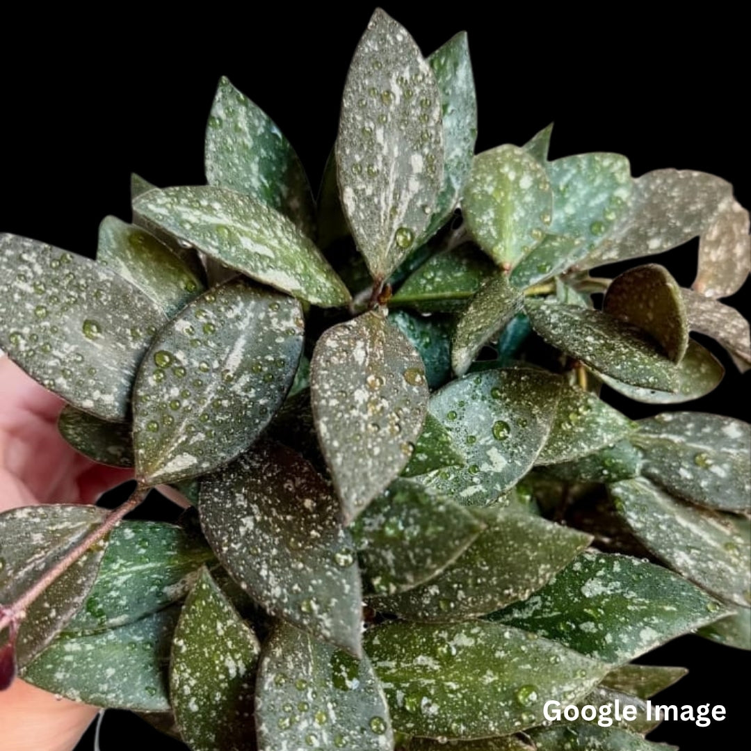 Hoya Memoria X Rosita (Large) PRE-ORDER-JULY367
