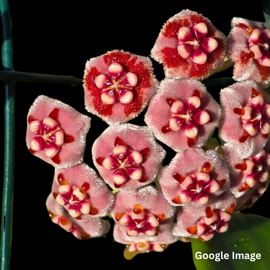 Hoya Meliflua (Large) PRE-ORDER-JULY368