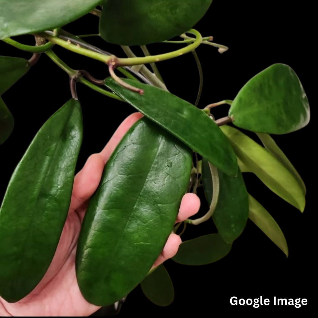 Hoya Meliflua (Large) PRE-ORDER-JULY368