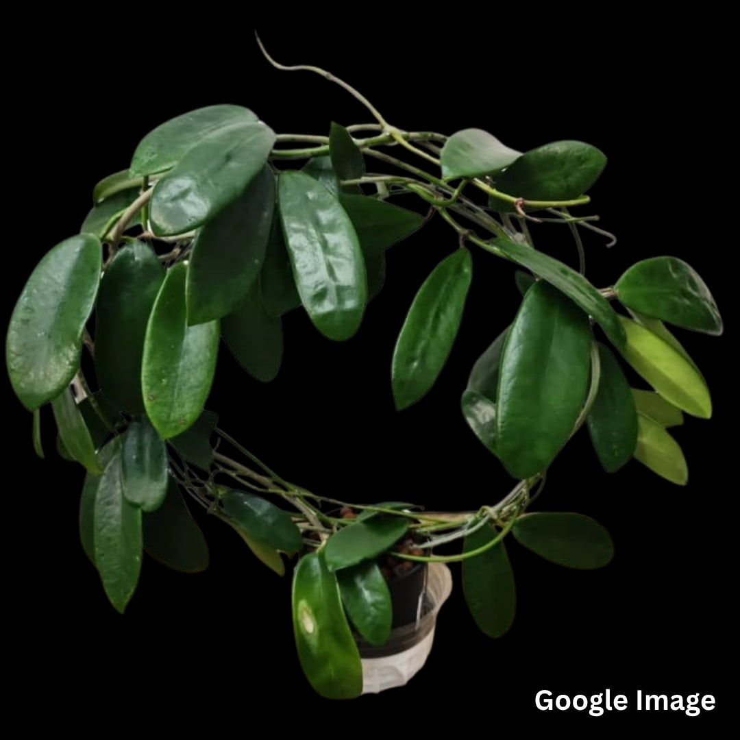 Hoya Meliflua (Large) PRE-ORDER-JULY368