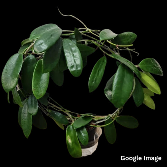 Hoya Meliflua (Large) PRE-ORDER-JULY368
