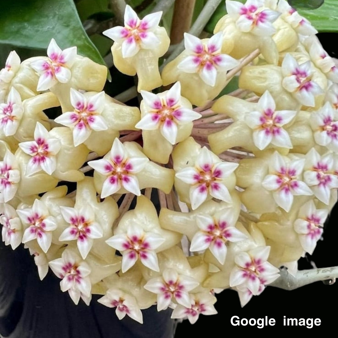 Hoya Rigida Large (PRE-ORDER)- JULY368