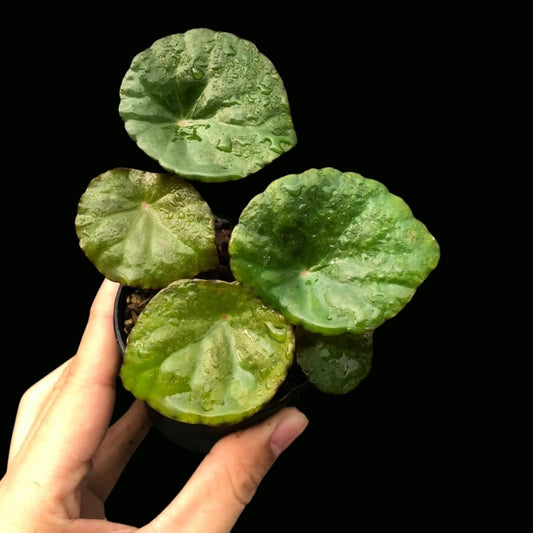 Begonia Coriacea (PRE-ORDER)-JUL037