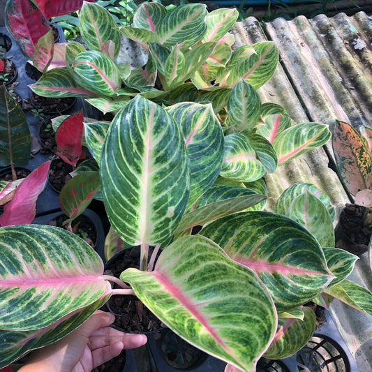 Aglaonema Ember  (PRE-ORDER) - JAN037