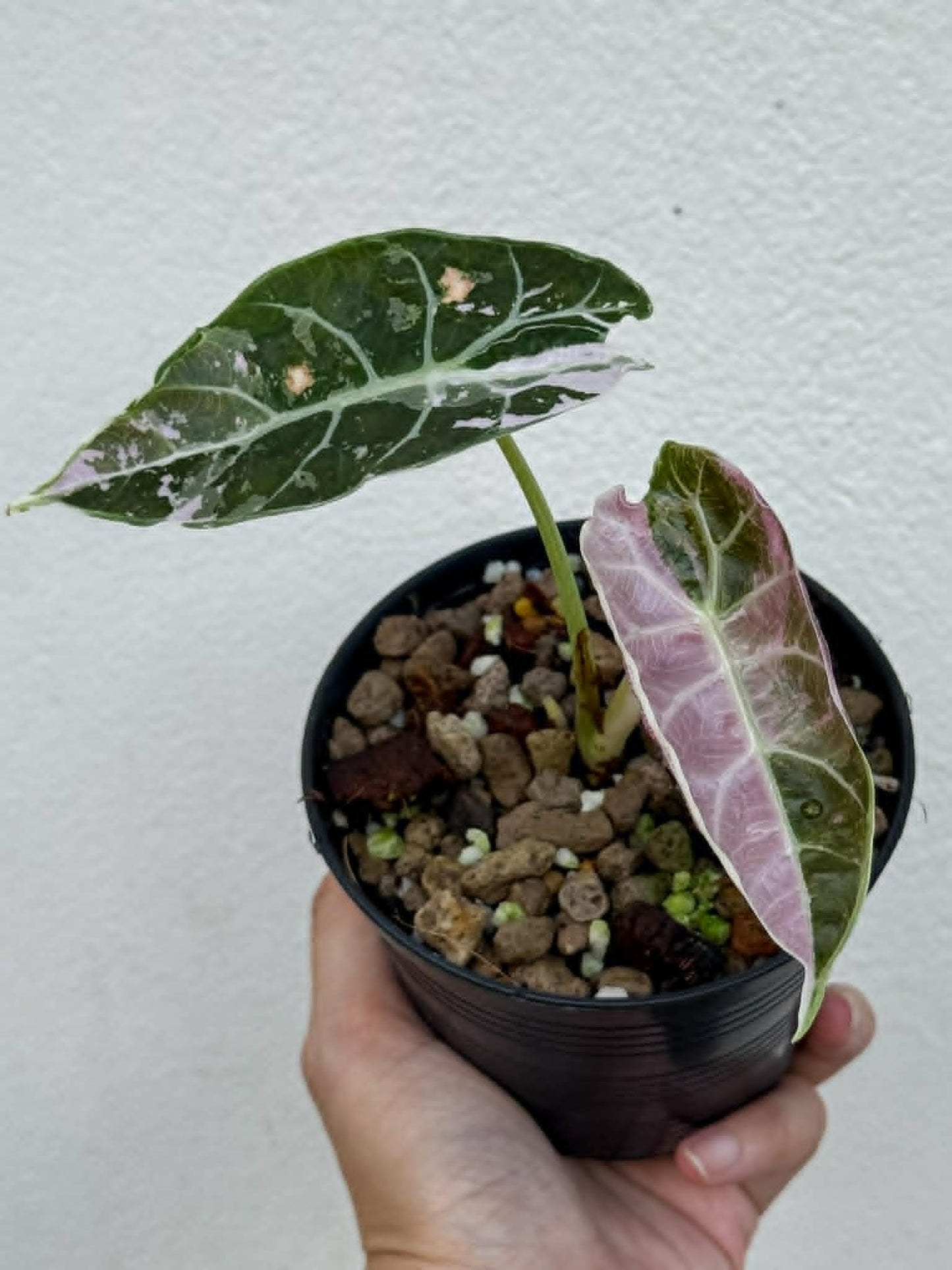 Alocasia Watsoniana Doff True Pink (Not Mint) - Pre Order