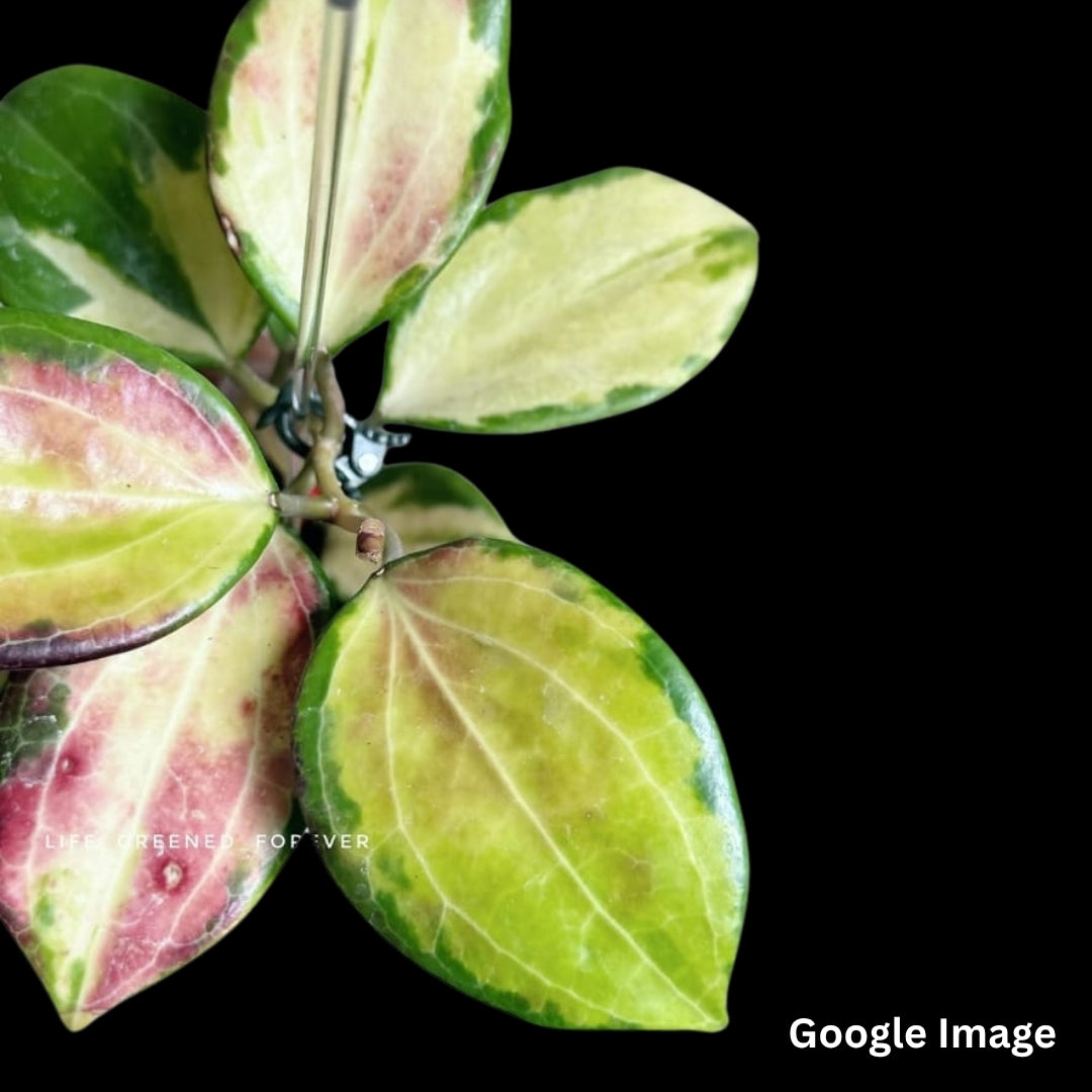 Hoya Merrillii Variegated (Small) PRE-ORDER-JULY373