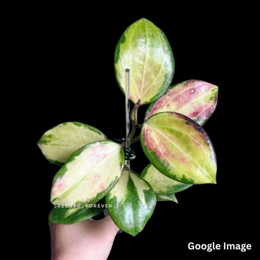 Hoya Merrillii Variegated (Small) PRE-ORDER-JULY373