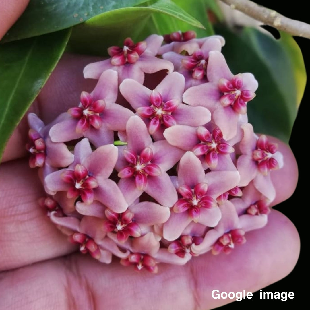 Hoya Rubida Large (PRE-ORDER)- JULY373