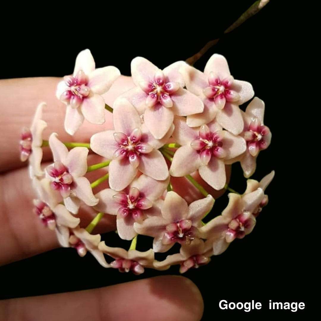 Hoya Rubida Large (PRE-ORDER)- JULY373