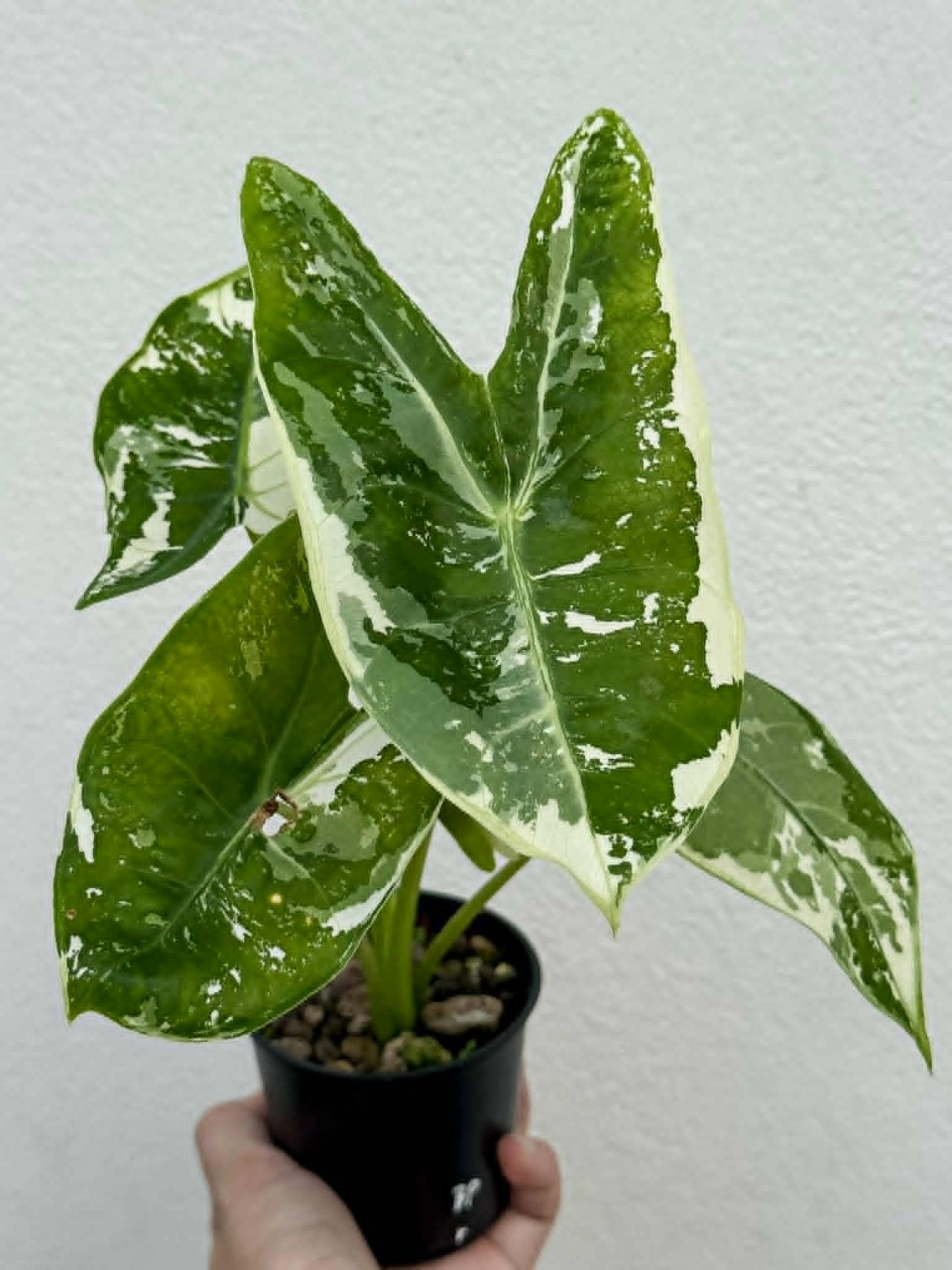 Alocasia Longiloba Albo (Back Pink) - Pre Order