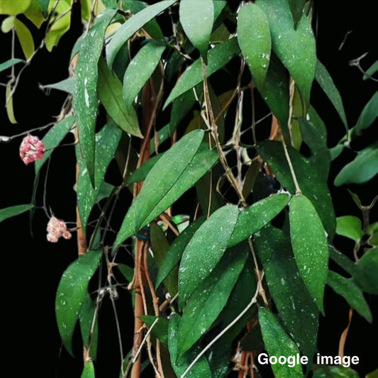 Hoya Scortechinii Pink Large (PRE-ORDER)-JULY379