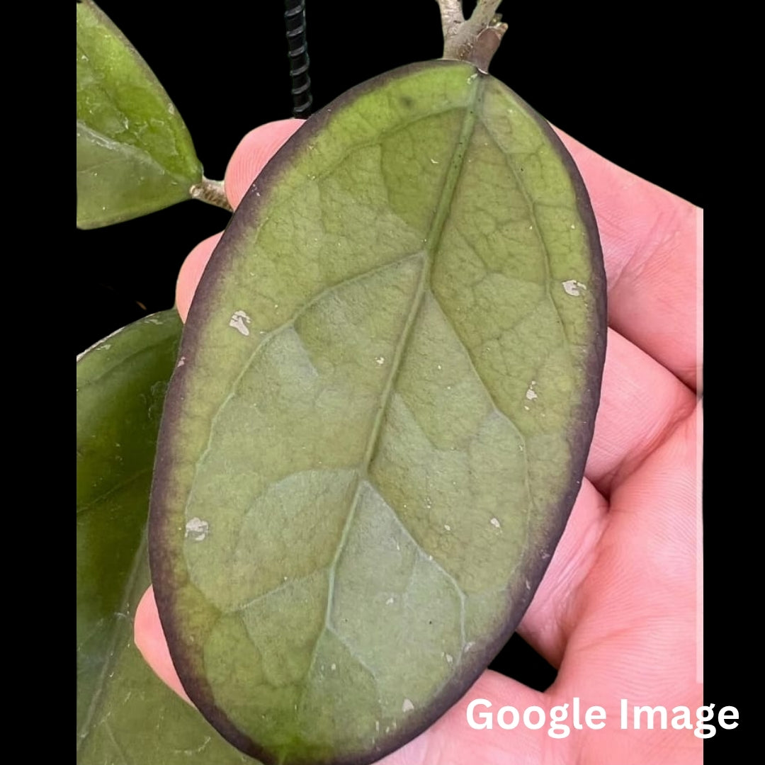 Hoya AH Blue Moon (Small) PRE-ORDER-JULY037