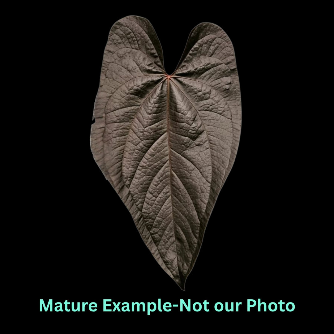 Anthurium Queen Of Heart (9cm Pot) - Pre Order JU38