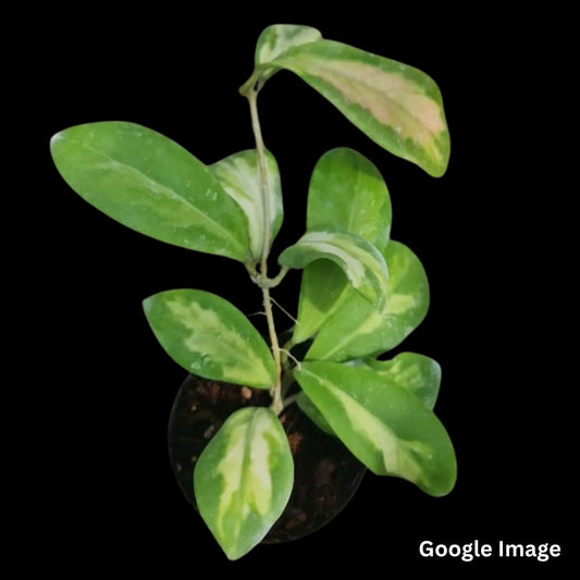 Hoya Mindorensis Purple Star Variegated (Medium) PRE-ORDER-JULY380