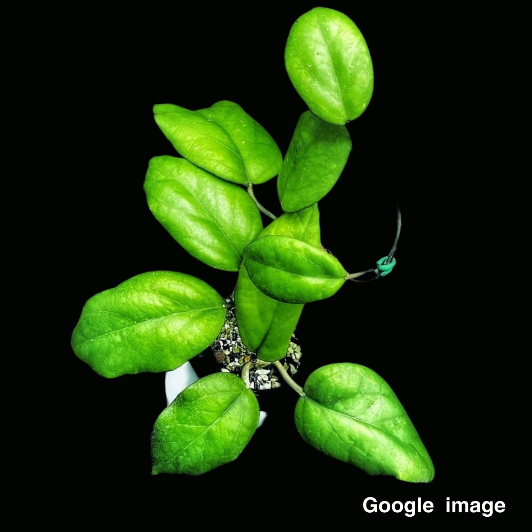 Hoya Seed002 Large (PRE-ORDER)-JULY380