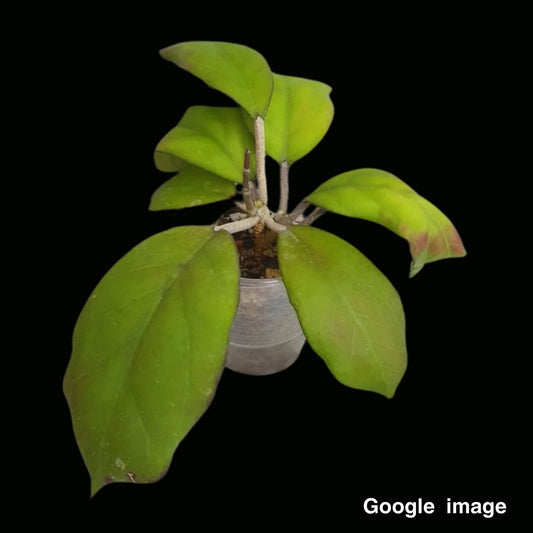 Hoya Seed002 Large (PRE-ORDER)-JULY380