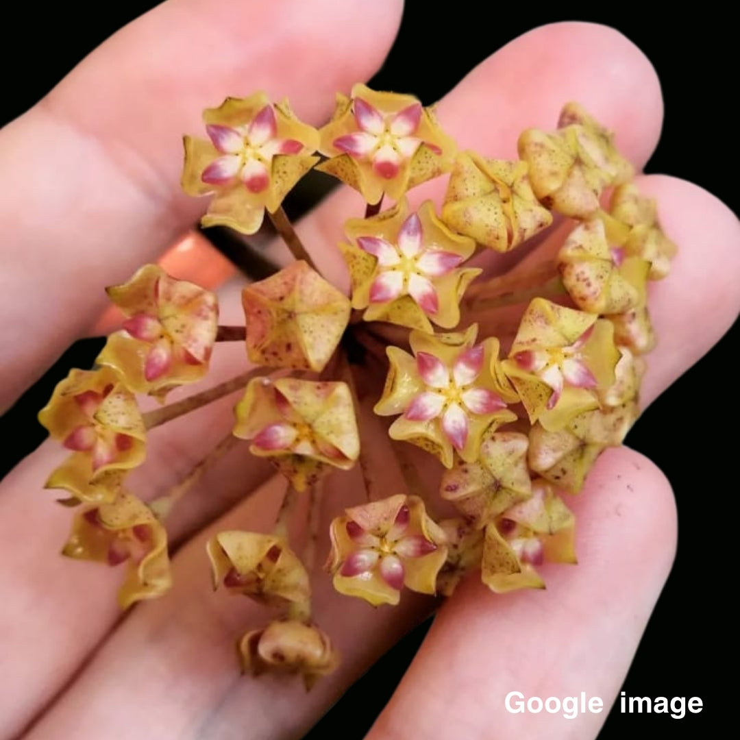 Hoya Seed002 Large (PRE-ORDER)-JULY380