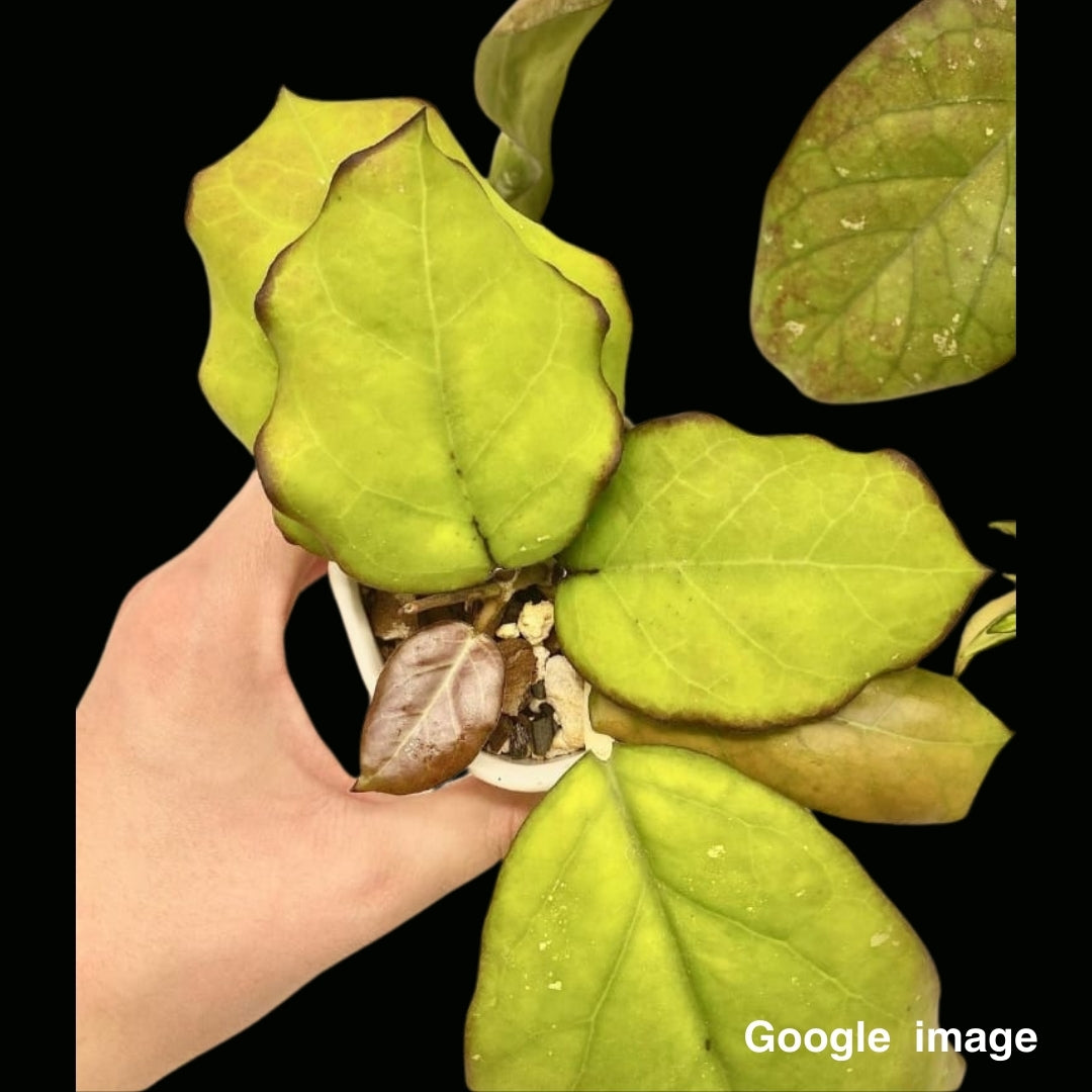 Hoya Seed002 Large (PRE-ORDER)-JULY380