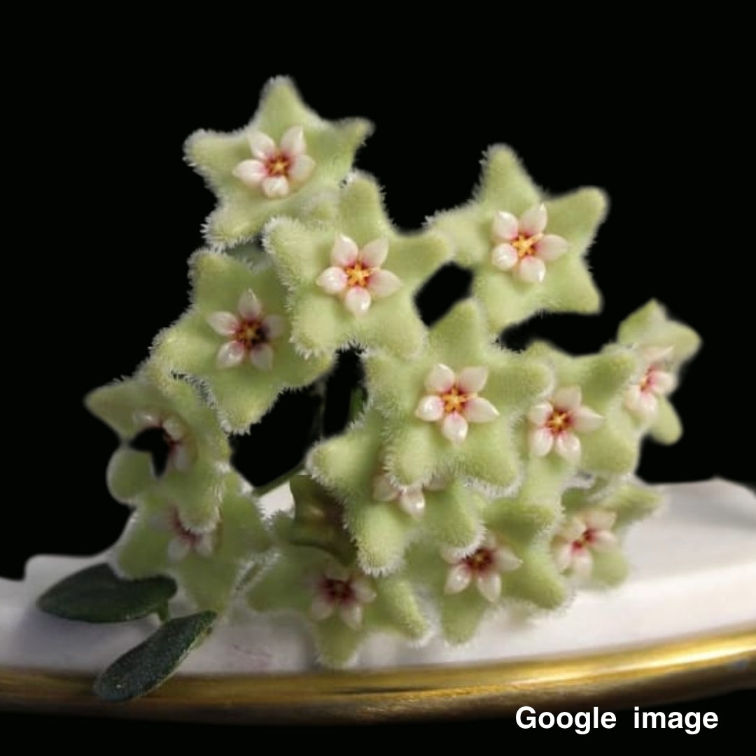 Hoya Serpens Large (PRE-ORDER)-JULY381