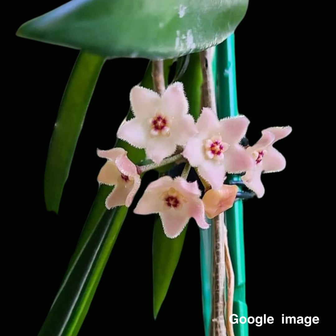 Hoya Shepherdii Large (PRE-ORDER)-JULY384