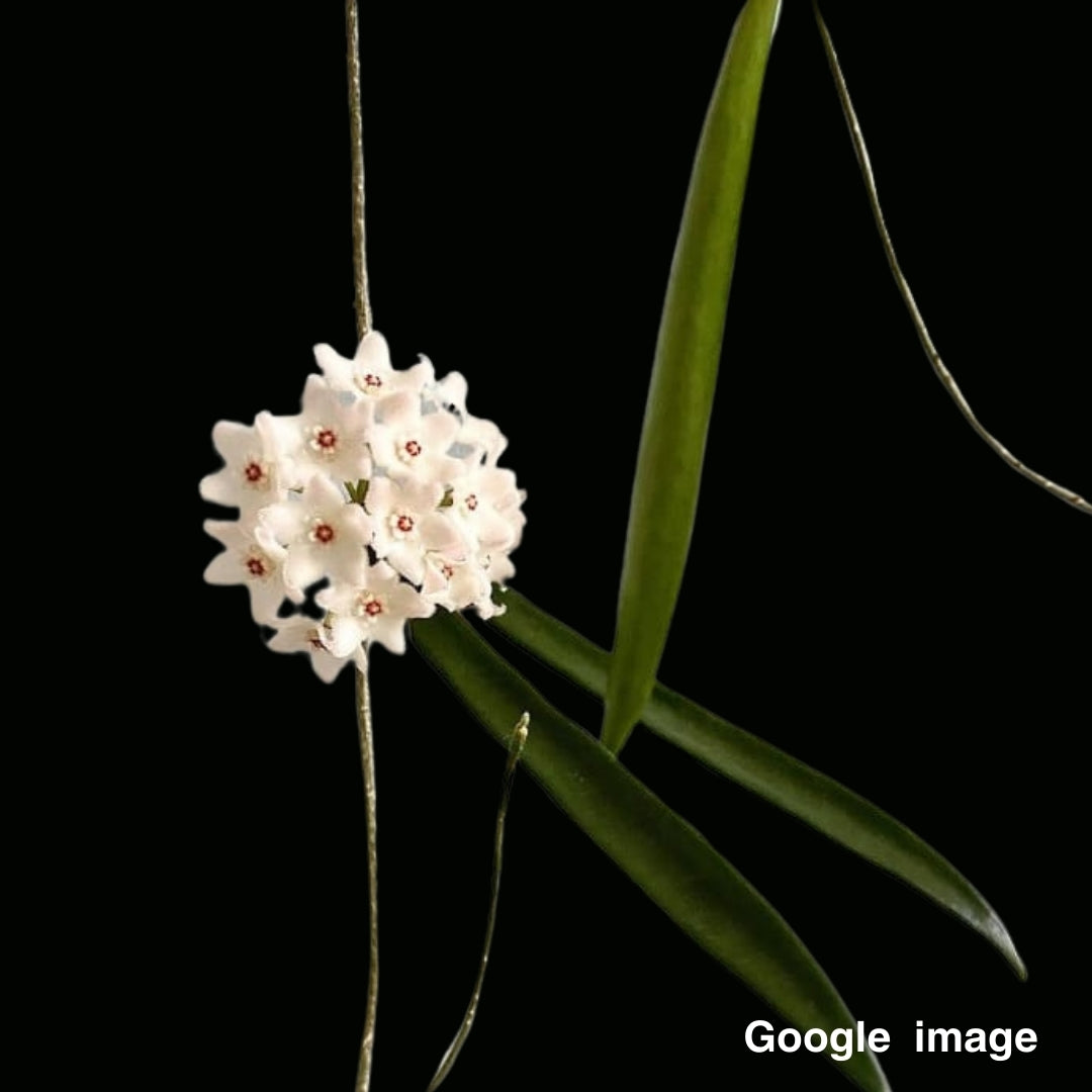 Hoya Shepherdii Large (PRE-ORDER)-JULY384