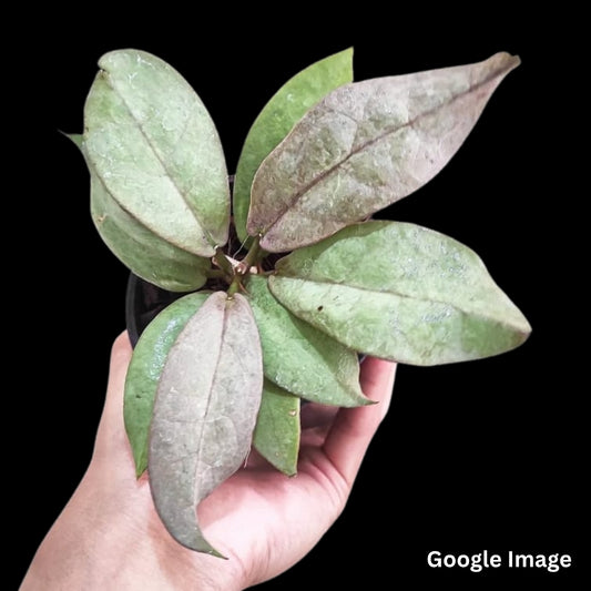 Hoya Mitrata Peargold (Small) PRE-ORDER-JULY388
