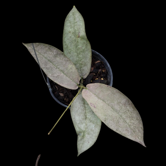 Hoya Mitrata Silver Mint (Small) PRE-ORDER-JULY389