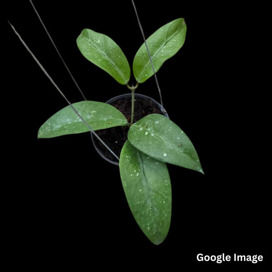 Hoya AH Dorothy (Small) PRE-ORDER-JULY038