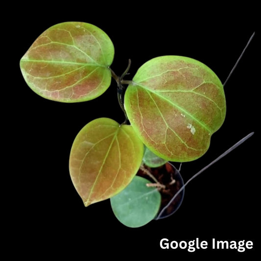 Hoya AH Karishma (Small) PRE-ORDER-JULY039