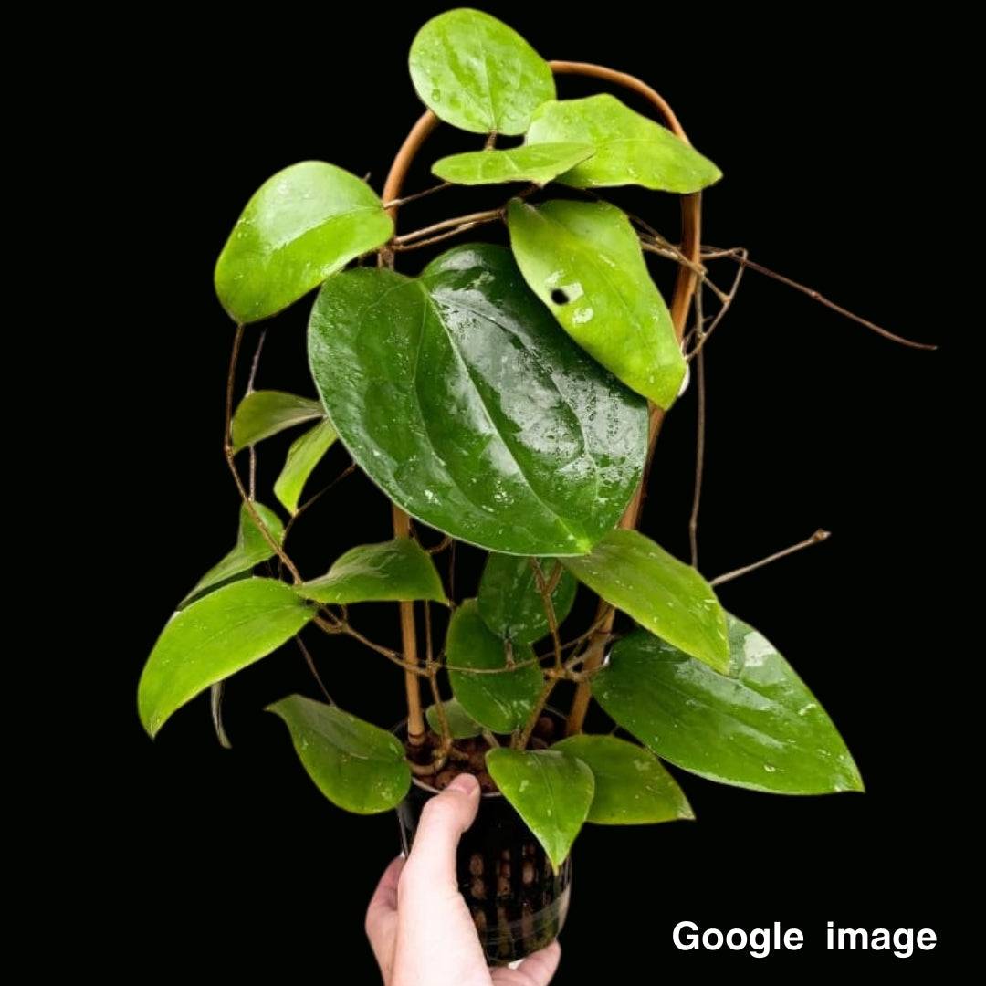 Hoya Balaensis Large (PRE-ORDER)-JULY038 – Fuzzy Roots