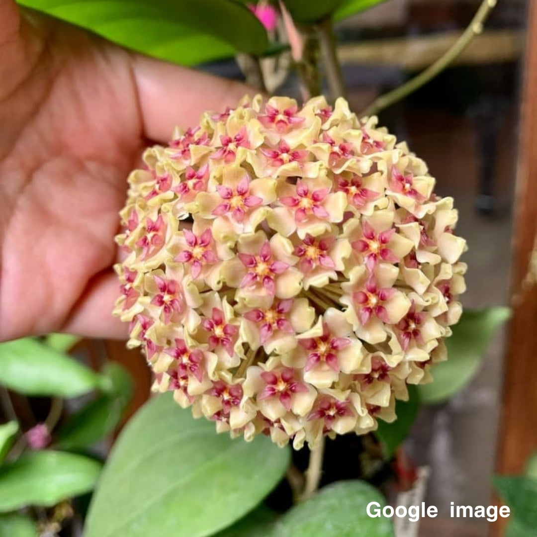 Hoya Balaensis Large (PRE-ORDER)-JULY038