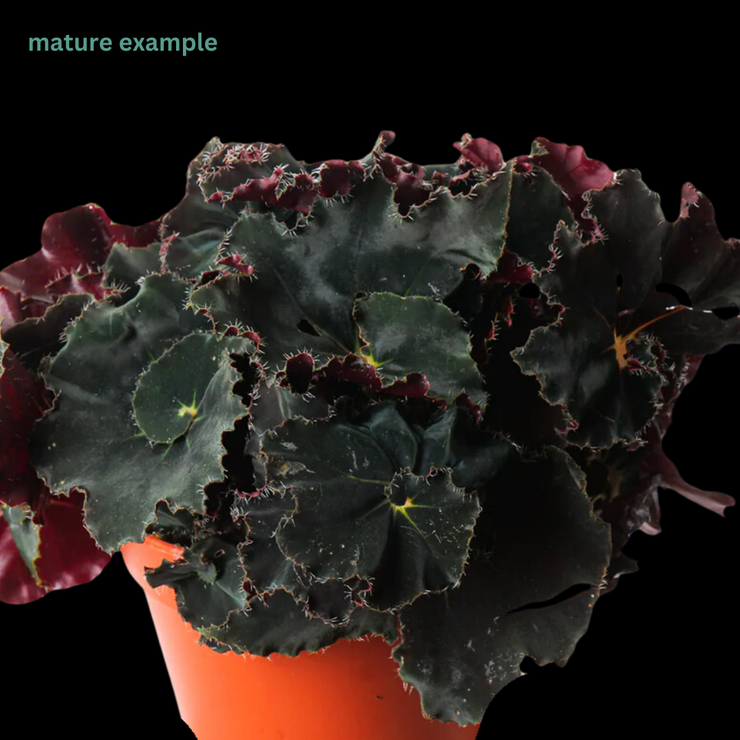 Begonia Black Mamba (PRE-ORDER)-JUL017